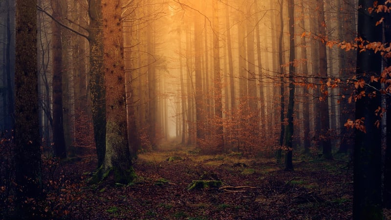 Magical landscapes